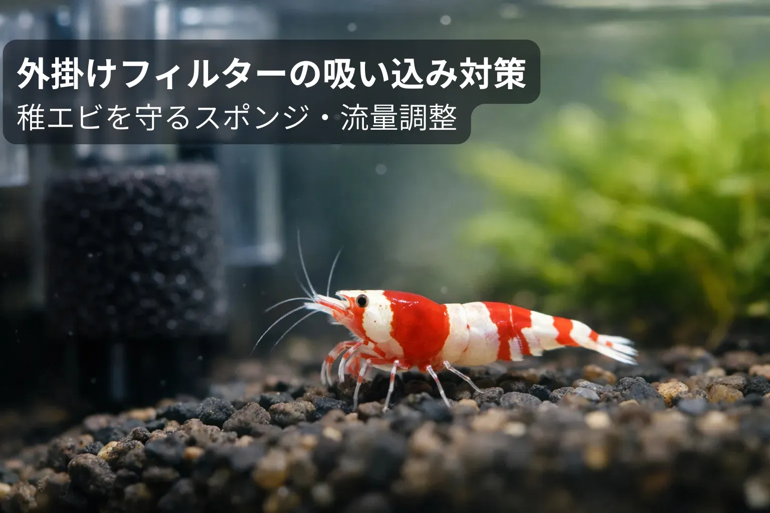 レッドビーシュリンプで外掛けフィルター使用｜稚エビ吸い込み対策完全 