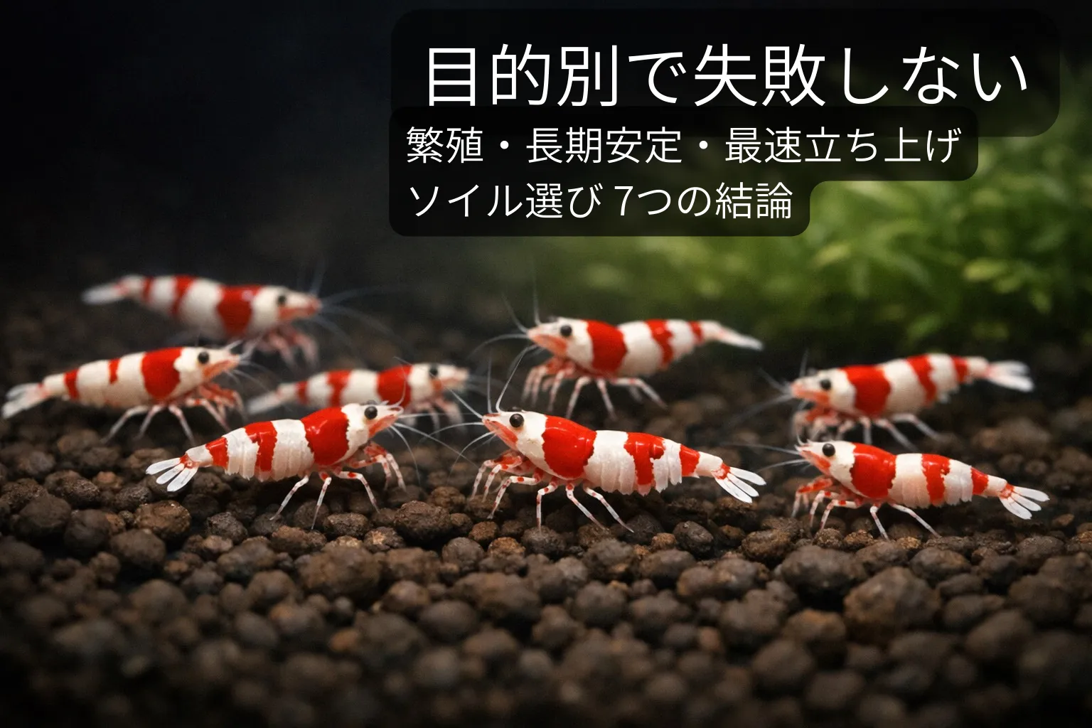 厳選3種類水質調整剤 レッドビーシュリンプ ブリードマニュアル付き　レッドビーシュリンプを継続的に増やし続ける方法